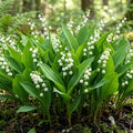 White Lily of the Valley Bulbs for Planting, 6 Bareroots May Lilies Plant for Outdoor Gardening, Stunning White Flowers for Long Lasting Blooms