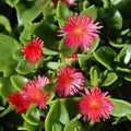 Red Aptenia Plant Live in 2'' Pot, Red Ice Plant Well Rooted 2-5'' Tall, 2 Plants Per Pot, Ready to Grow Outdoor