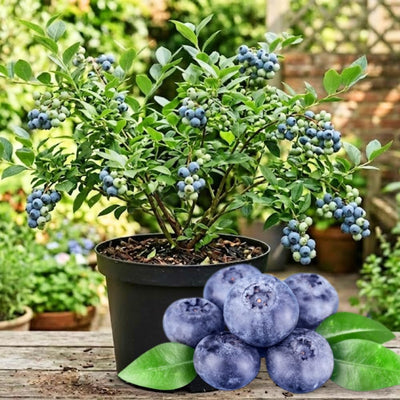 Blueberry Plants Live for Planting, Northern Blueberries Bush in 4 Inches Pot, Starter Plant from 4 to 7 Inches Height for Edible Garden