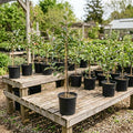 Honey Crisp Apple Tree Plant Live, Cold Hardy Apple Plant, 2-3 Ft Tall