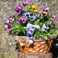 Mix Pansy Plants Live 4 Inch Pot, Colorful Blooms for Garden Beds, Containers, and Borders, Pansies Flowers in Pot 3-5 Inches Tall