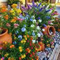 Set 3 Flower Plants Live, Assorted Milkweed, Plumbago, Buddleia, Lantana Plants Live, 4-6'' Long, Vibrant Flower Garden Collection