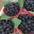 Triple Crown Thornless BlackBerry Plants Live for Planting, 8 Months Old BlackBerry Fruit Tree for Growing Outdoor, High Yielding, Dormant in Winter