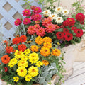 3 Zinnia Plants, Mix Zinnia Flower Plants, 3 to 5 Inc Tall, Live Zinnia Plant, Orange Yellow Flower
