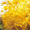 Lynwood Forsythia Live Plant, Well Rooted from 8-12 Inches Height, Vibrant Shrub for Outdoor Landscaping