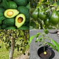 HASS Avocado Plant Live 6-10” Tall, Avocado Seedling Well-Rooted, Tropical Plant for Growing