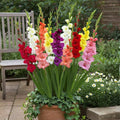 10 Gladiolus Mix Bulbs - Assorted Color Gladiolus Bulbs, Summer Blooming Flower Bulbs