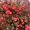 Red Reblooming Azalea Rhododendron Plant Live in 4 Inch Pot, Azalea Rhododendron Bush Shrub, Bloom in Spring, Late Summer, Fall Rebloom