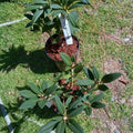 1-2 Feet Rhododendron Plants Live Bush Shrubs in 1 Gallon Pot for Planting, Azalea Bush Ready Plant, Live Rhododendron Plant Azalea (Creamy White Yellow Pink)