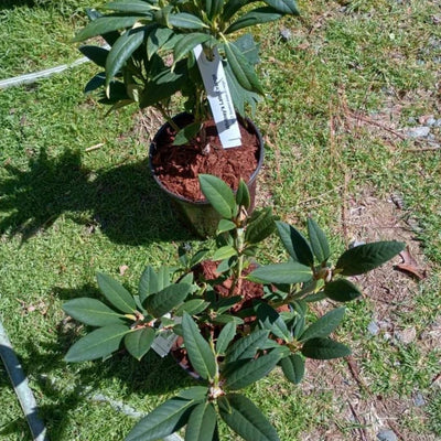 1-2 Ft Yellow Rhododendron Plants Live, Azalea Rhododendron Bush Shrubs in 1 Gallon Pot for Planting, Azalea Bush Ready Plant, Live Rhododendron Plant Azalea