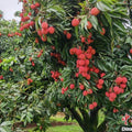 Lychee Fruit Tree, Lychee Tree Live Plant, 4 Inc Pot