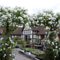White Rose Live Plant, Can Grow As Rose Bushes Shrubs or Climbing, Fragrant Ready to Plant, Starter Size, 5 to 10 Inc Tall, Dormant in Winter