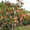 Persimmon Tree Plant Live, 1-2 Ft Tall