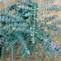 Eucalyptus Plant Live in 2.5" Pot, Baby Blue Eucalyptus Tree Live, Vibrant Blue, Fragrant, Starter Plants, Cold Hardy, Dormant in Winter