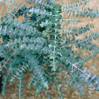 Eucalyptus Plant Live in 2.5" Pot, Baby Blue Eucalyptus Tree Live, Vibrant Blue, Fragrant, Starter Plants, Cold Hardy, Dormant in Winter