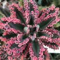 Pink Kalanchoe Plant Live in 2 Inch Pot, Butterfly Kalanchoe Succulent Mother of Thousands, Kalanchoe Live Plant