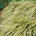 Golden Japanese Grass Plant, Perennial Grass Starter Plant Live, Outdoor Planting 5-8 Inches