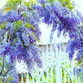 Rare Blue Moon Wisteria Vine Tree Live Plant in 2.5" Pot, Wisteria Tree Live Plant, Ready to Plant