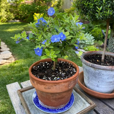 Set of 2 Live Evolvulus Blue Daze Plants, Flowering Ground Cover, 4–6 Inch Tall, Suitable for Indoor Outdoor Garden