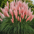 Pink Pampas Grass Plant Live, 4'' Potted, Perennial Ornamental Pampas Grass Live Plant, 4 to 7 Inc Tall