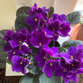 African Violet Plant, Live African Violet Flowers in 4'' Pot, Low-Maintenance Indoor Flowering Plant with Vibrant Blooms (Purple Blooms)