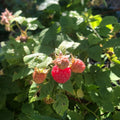 2 Caroline Red Raspberry Plants Live, Sweet Raspberry Bush 4-6 Inches Tall, Edible Fruit Tree for Outdoor Growing