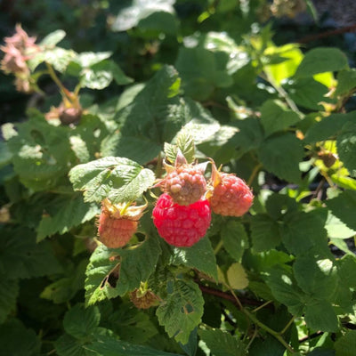 2 Caroline Red Raspberry Plants Live, Sweet Raspberry Bush 4-6 Inches Tall, Edible Fruit Tree for Outdoor Growing