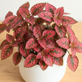 Polka Dot Live Plant, Polka Dot Plant, Small Indoor Plants, 2.5 Inches Pot for Indoor or Outdoor Houseplant (Red)