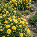 Mini Rose Plant Live, Miniature Rose Bush in 3.5" Pot, Spring Blooming Mini Rose, 4–5" Tall, Indoor Outdoor Flowering Plant for Home Garden (Yellow)
