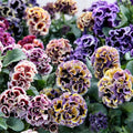 2 Mix Pansy Plants 3-5 Inches, Colorful Flowering Annual, Pansies Flower Well Rooted in 4'' Pot, Outdoor Garden Planting