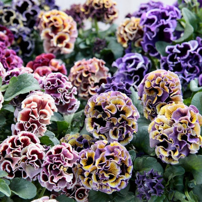 2 Mix Pansy Plants 3-5 Inches, Colorful Flowering Annual, Pansies Flower Well Rooted in 4'' Pot, Outdoor Garden Planting