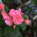 Salmon Geranium Plants Live, Hardy Annual Geranium Live Plant from 3 Inc, Flowers Planting for Outdoor, Indoor Garden