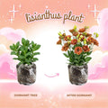 Lisianthus Live Plant, 3-5 Inches Tall, Eustoma Lisianthus Flowers Plant, Flowering Seedlings for Garden and Patio, No Pot