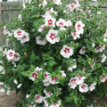 Set 3 Rose of Sharon Plant 2 Inches