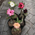 2 Mix Desert Rose Plant Live, Assorted Adenium Desert Rose Flowers, Perennial Flowers Succulent Plant, Vibrant Colorful Bloom, 4 to 7 Inch Tall, Well Rooted