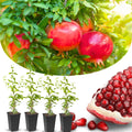 4 Sweet Pomegranate Trees Live Plants, Zones 7-10 Growing, Well-Rooted, 5-9 Inches Tall, Large Sweet Fruit for Your Garden