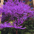 Cold Hardy Purple Pink Redbud Tree Live Plant in Quart Pot, Eastern Red Bud Plants, Vibrant Spring Blooms in Zones 4 to 9, No Leaf in Winter
