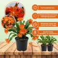 Orange Easter Cactus Plant Live, 4 Inc Pot, House Plant Live, Holiday Cactus Plants Indoor Outdoor Gardening