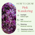 Pink Wandering Jew Plant Live, Variegated Wandering Live in 3.2 Inches Pot, Vibrant Foliage Indoor Houseplant