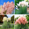 8 Mixed Pampas Grass Plants Live for Planting, 2.5" Pot, Mix Colors Potted Pampas Grass Live Plants Shrub Indoors Outdoors