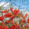 Quince Flowering Live Plant in 4'' Pot, Double Red Quince Tree, 4-6'' Tall, Quince Flower Shrub Plant for Outdoor Planting, Ready to Grow