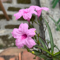 4 Mexican Petunia Live Plants 4–7 Inches Tall, Mexican Petunia Flowering Plants for Borders, Beds or Landscape (Pink)