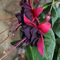 Pack 2 Fuchsia Plants Live, Vibrant Fuchsias Hanging Flowering Plant 3-5 Inches, Gardens, Patios, and Indoor Growing (Black Flowers)