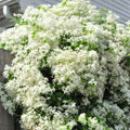 Clematis Vine Plants Live in Pot, 8 Months Old Seedlings Climbing Flowering, Outdoor Trellis Fences, Cold Hardy (Sweet Autumn Clematis)