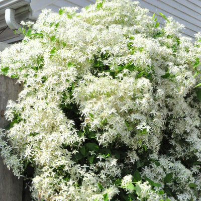 Clematis Vine Plants Live in Pot, 8 Months Old Seedlings Climbing Flowering, Outdoor Trellis Fences, Cold Hardy (Sweet Autumn Clematis)