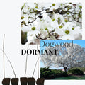 White Dogwood Tree Live Plant, Dormant in Winter for Planting, Cold Hardy, in Quart Pot, 6-12 Inc Tall
