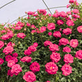 Deep Pink Climbing Rose Live Plant, Can Grow As Rose Bushes Shrubs, Fragrant Ready to Plant, Starter Size, 5 to 10 Inc Tall, Dormant in Winter