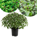 Basil Plant Live in 4'' Pot, Fragrant Basil Herb for Container, Patio or Indoor Growing, Fast Growing, Ready to Grow Herbs