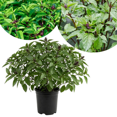 Basil Plant Live in 4'' Pot, Fragrant Basil Herb for Container, Patio or Indoor Growing, Fast Growing, Ready to Grow Herbs