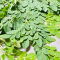 Moringa Oleifera Plant, Moringa Tree Live in Pot, 4-8 Inches Tall